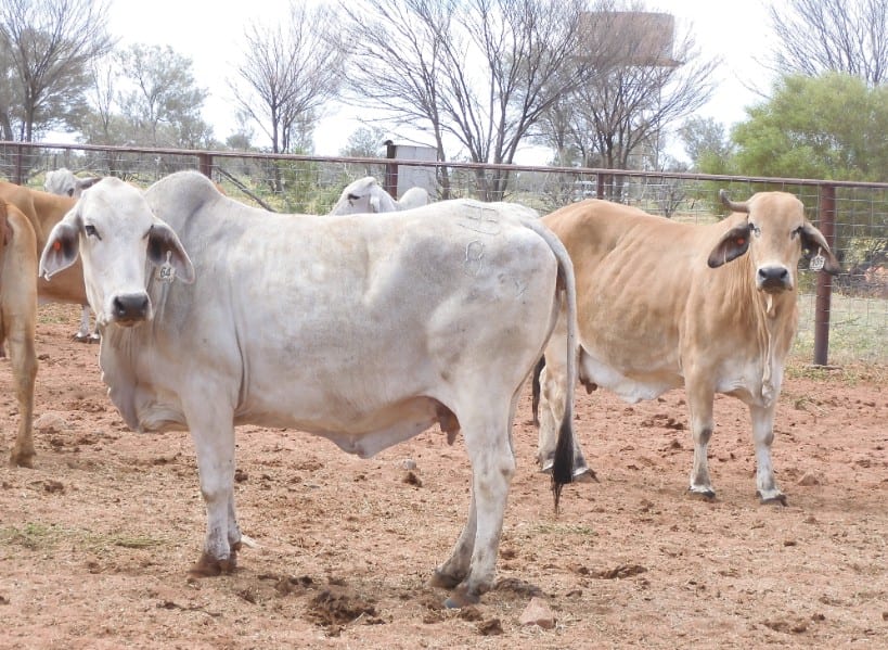 72 Brahman and Brahman Cross PTIC Cows | Adcock Partners