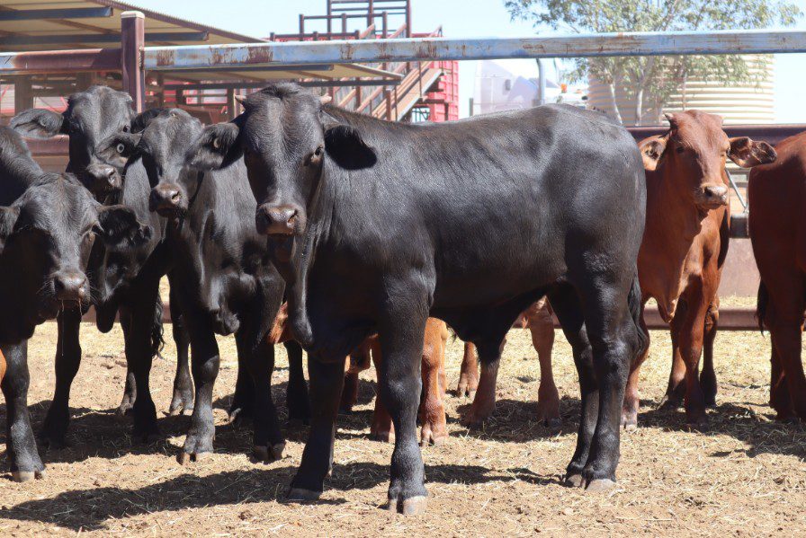 60 Weaned Steers, Eromanga | Adcock Partners Property & Livestock
