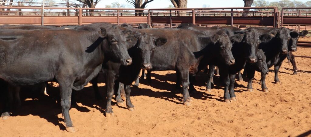 70 PTIC Cows, Eulo | Adcock Partners Property & Livestock